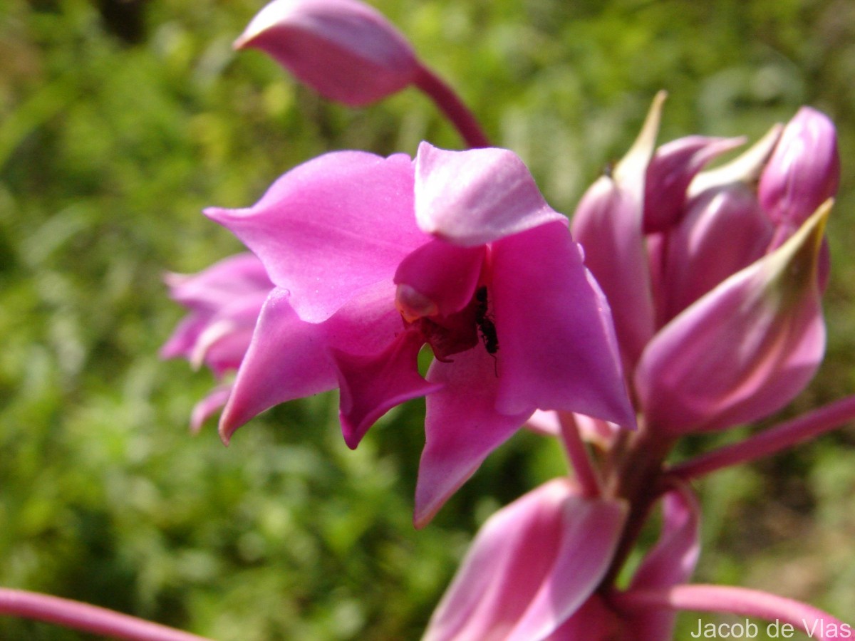Spathoglottis plicata Blume